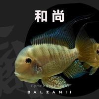 七彩和尚食土鯛長多大 七彩和尚食土鯛長多大 龍魚論壇 第1張