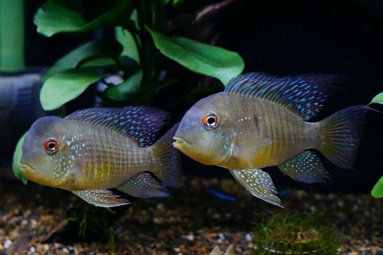 七彩和尚食土鯛長多大 七彩和尚食土鯛長多大 龍魚論壇 第3張