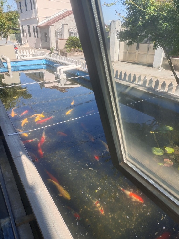 錦鯉池的所有空間都是用來養魚的