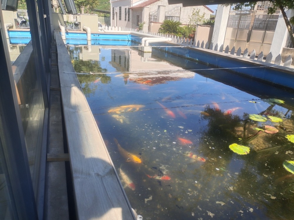 錦鯉池的所有空間都是用來養魚的