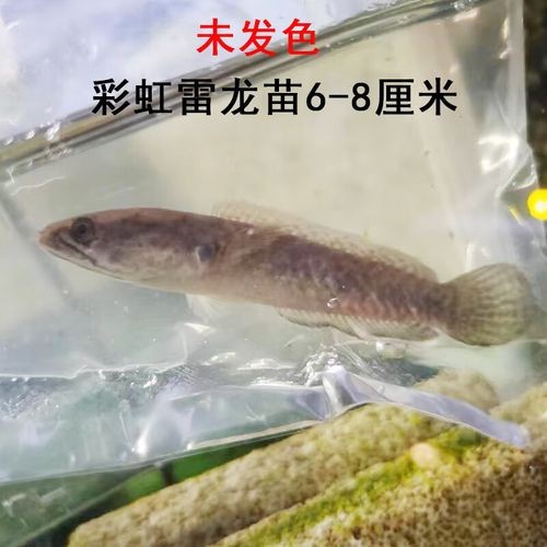 最普通的雷龍魚圖片及價格 最普通的雷龍魚圖片及價格 龍魚百科 第8張