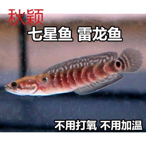 最普通的雷龍魚圖片及價格 最普通的雷龍魚圖片及價格 龍魚百科 第13張