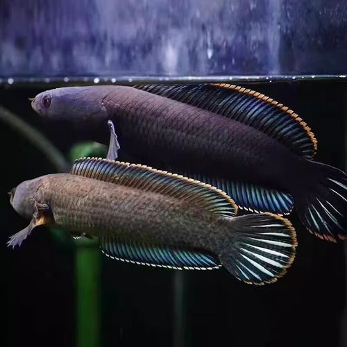 最普通的雷龍魚圖片及價格 最普通的雷龍魚圖片及價格 龍魚百科 第19張