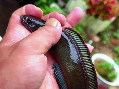 最普通的雷龍魚圖片及價格 最普通的雷龍魚圖片及價格 龍魚百科 第26張