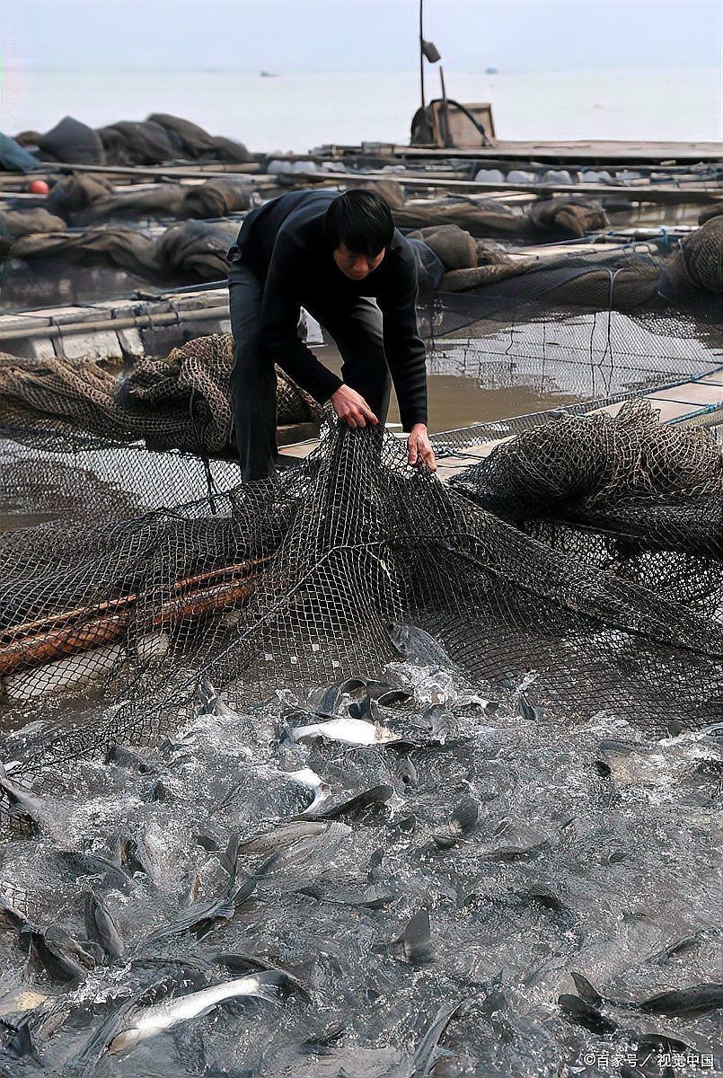 魚缸水渾有什么辦法（如何正確使用凈水劑魚缸水草養(yǎng)護(hù)技巧）