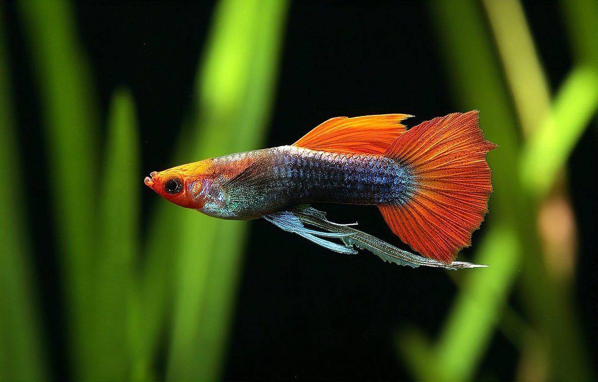 紅箭魚吃孔雀魚嗎 龍魚論壇 第5張 紅箭魚吃孔雀魚嗎 紅箭魚吃孔雀魚嗎 龍魚論壇 第5張