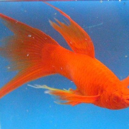 紅箭魚吃孔雀魚嗎 龍魚論壇 第9張 紅箭魚吃孔雀魚嗎 紅箭魚吃孔雀魚嗎 龍魚論壇 第9張