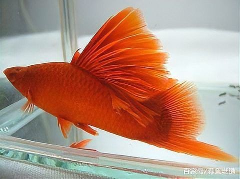 紅箭魚吃孔雀魚嗎 龍魚論壇 第11張 紅箭魚吃孔雀魚嗎 紅箭魚吃孔雀魚嗎 龍魚論壇 第11張