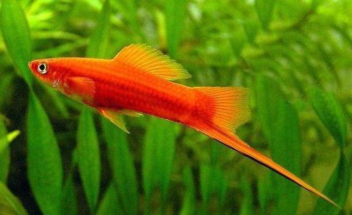 紅箭魚吃孔雀魚嗎 龍魚論壇 第13張 紅箭魚吃孔雀魚嗎 紅箭魚吃孔雀魚嗎 龍魚論壇 第13張
