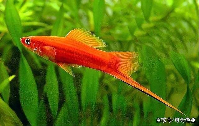 紅箭魚吃孔雀魚嗎 龍魚論壇 第19張 紅箭魚吃孔雀魚嗎 紅箭魚吃孔雀魚嗎 龍魚論壇 第19張