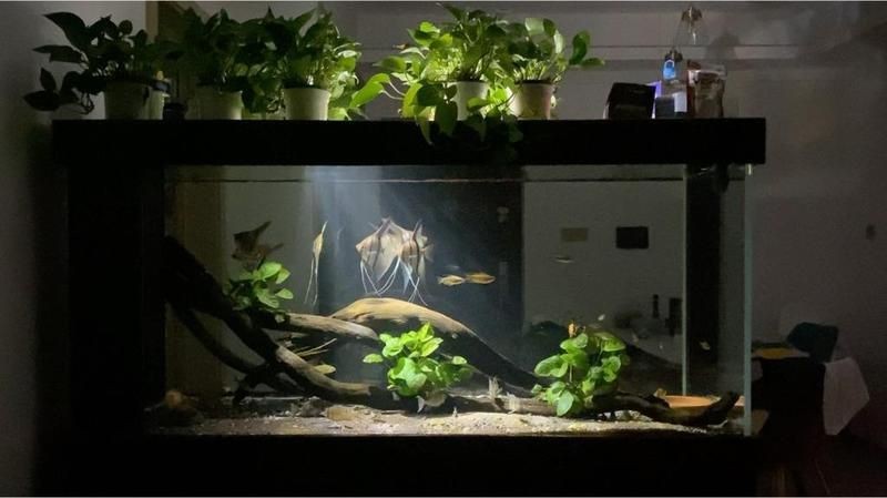紅箭魚吃孔雀魚嗎 龍魚論壇 第17張 紅箭魚吃孔雀魚嗎 紅箭魚吃孔雀魚嗎 龍魚論壇 第17張