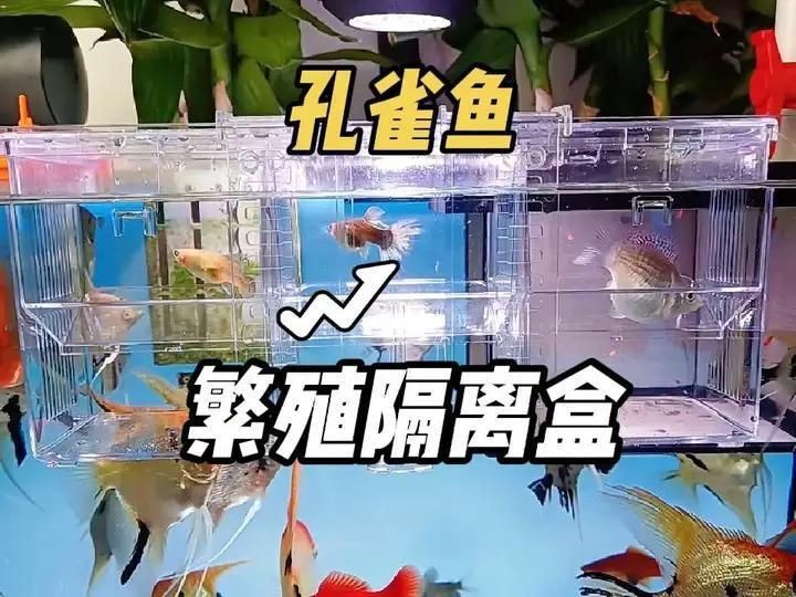 紅箭魚吃孔雀魚嗎 龍魚論壇 第25張 紅箭魚吃孔雀魚嗎 紅箭魚吃孔雀魚嗎 龍魚論壇 第25張