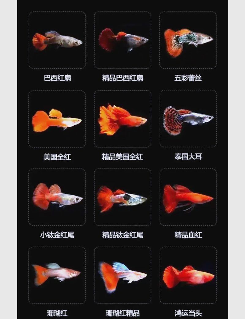 火鳳凰孔雀魚