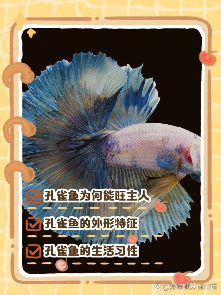 火鳳凰孔雀魚