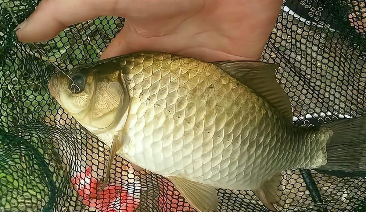 尼龍魚線質量是不是都差不多