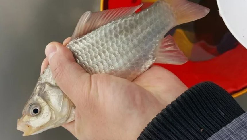 尼龍魚線質量是不是都差不多