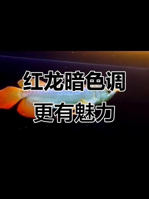 龍魚燈光擺放位置圖片欣賞