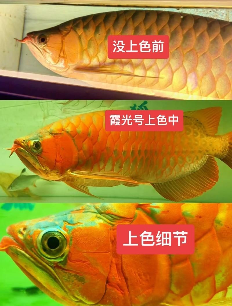 龍魚燈光擺放位置圖片欣賞