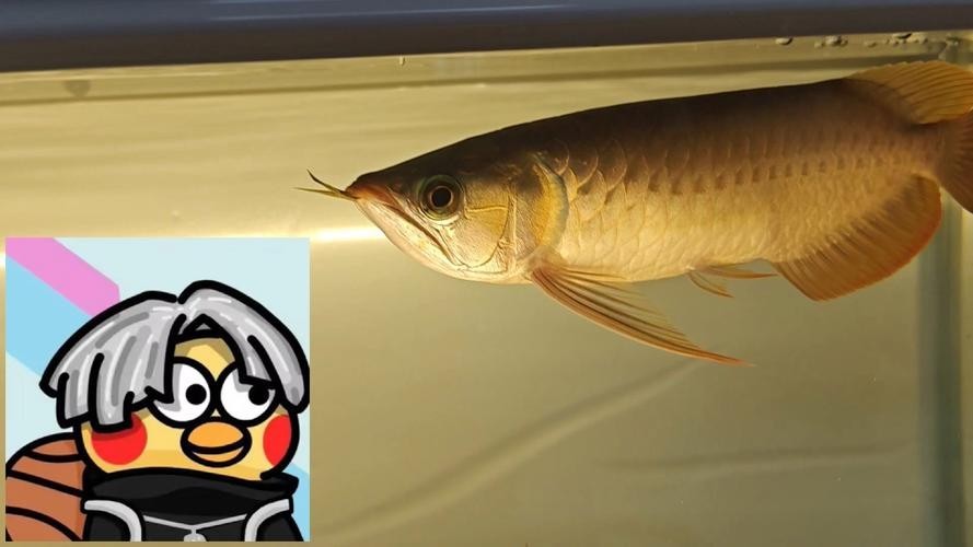 龍魚燈光擺放位置示意圖大全
