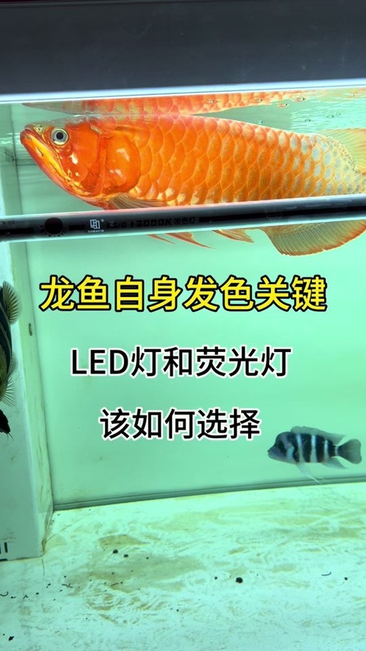 龍魚燈光擺放位置示意圖大全