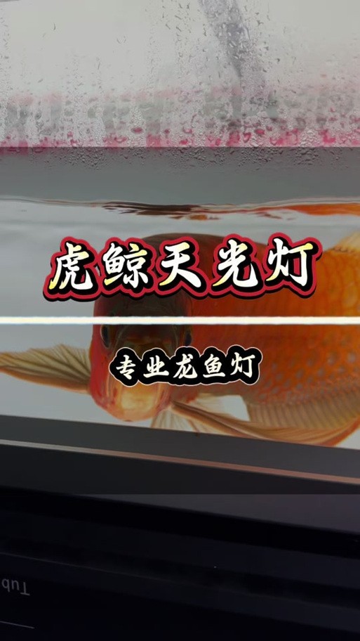 龍魚燈光擺放位置示意圖大全