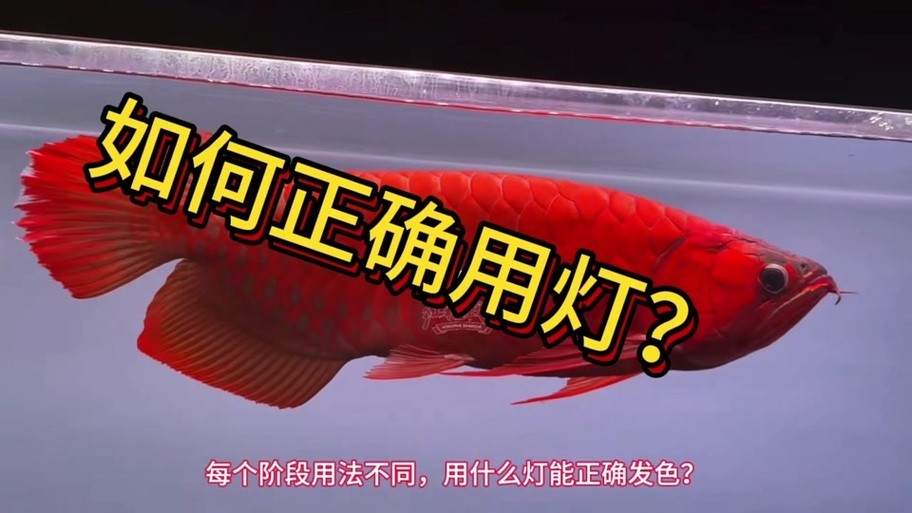 龍魚燈光擺放位置示意圖大全