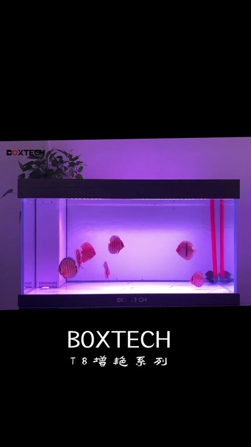 龍魚燈光擺放位置示意圖大全