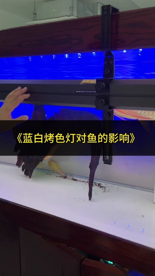龍魚燈光擺放位置示意圖大全