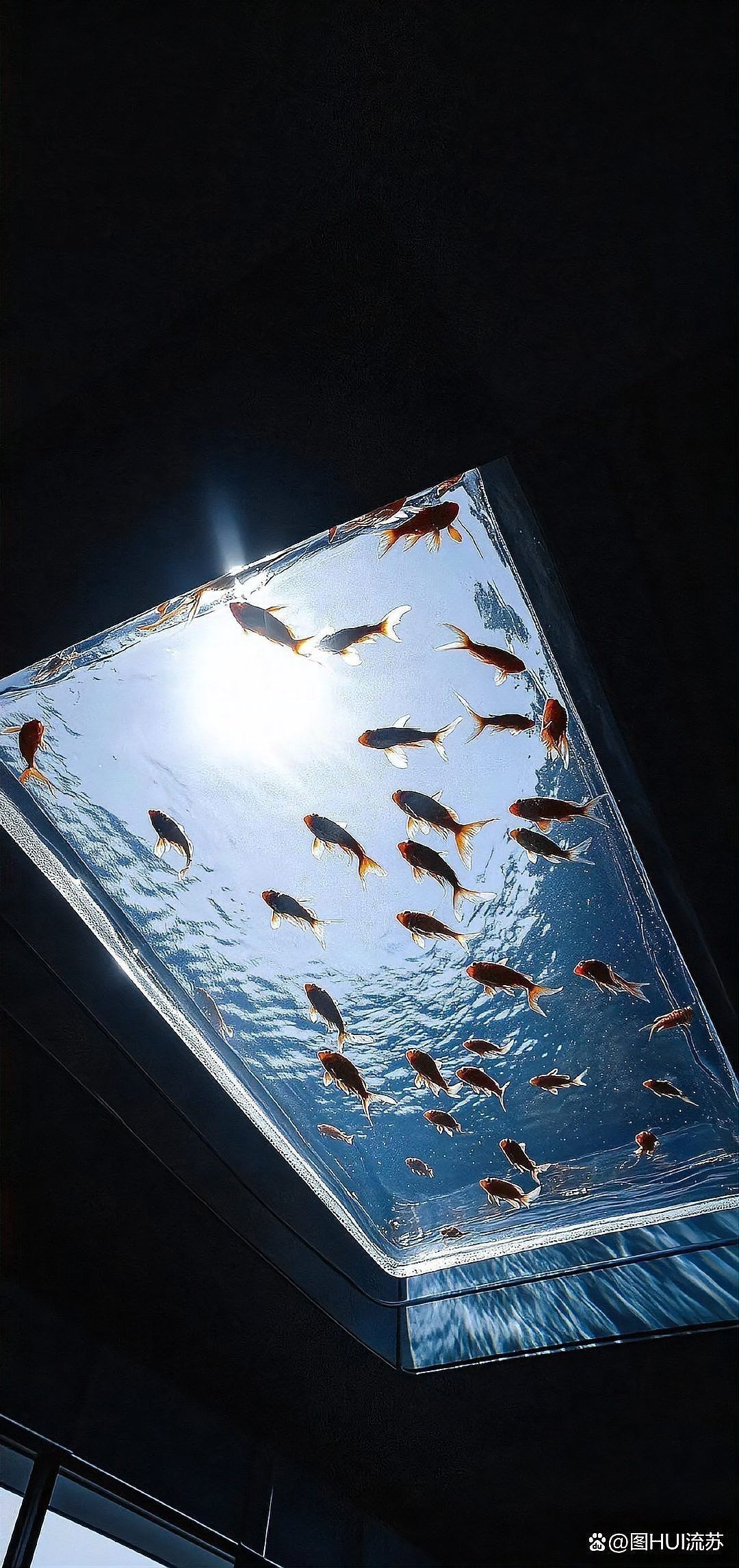 最漂亮的魚手機壁紙