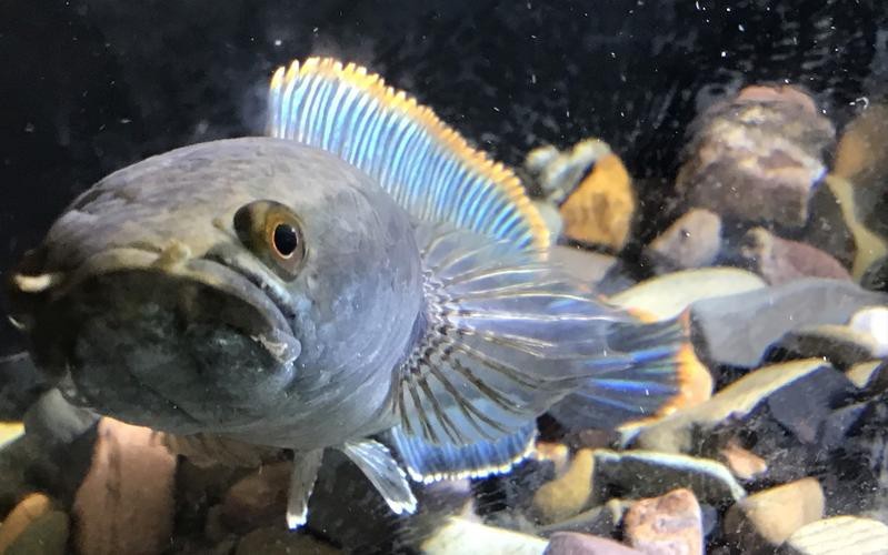 臘彩雷龍魚資料 龍魚百科 第1張 臘彩雷龍魚資料 臘彩雷龍魚資料 龍魚百科 第1張