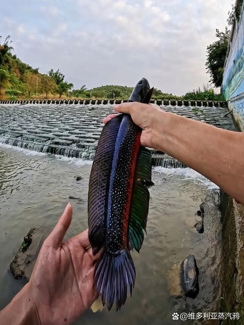 臘彩雷龍魚資料 龍魚百科 第5張 臘彩雷龍魚資料 臘彩雷龍魚資料 龍魚百科 第5張