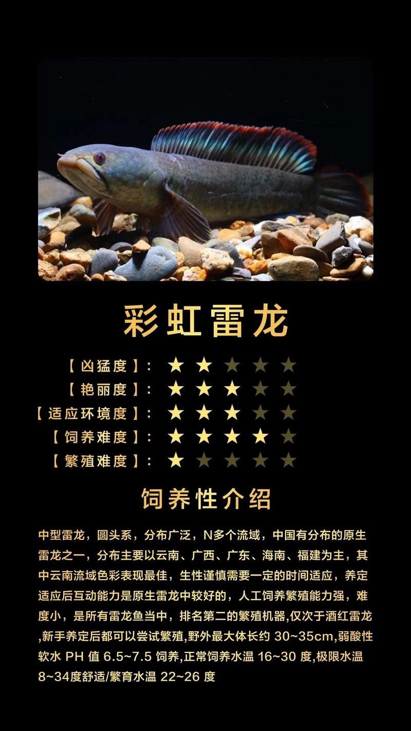 雷龍圖片