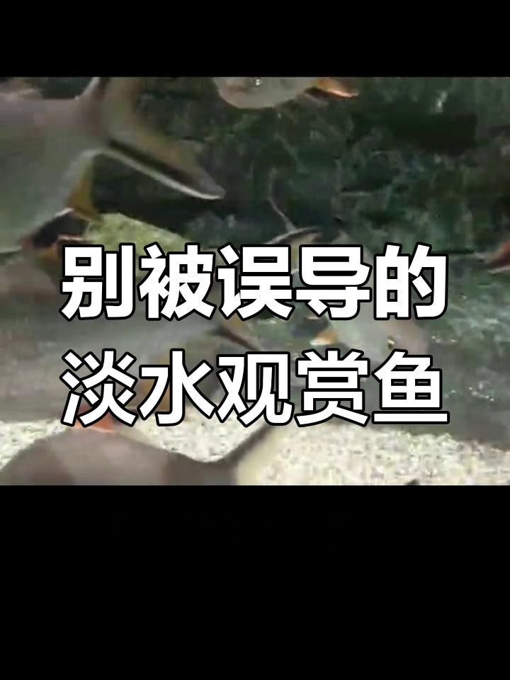 龍魚飼養中哪些品種最昂貴？