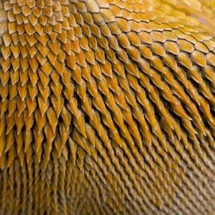 龍魚飼養中哪些品種最昂貴？