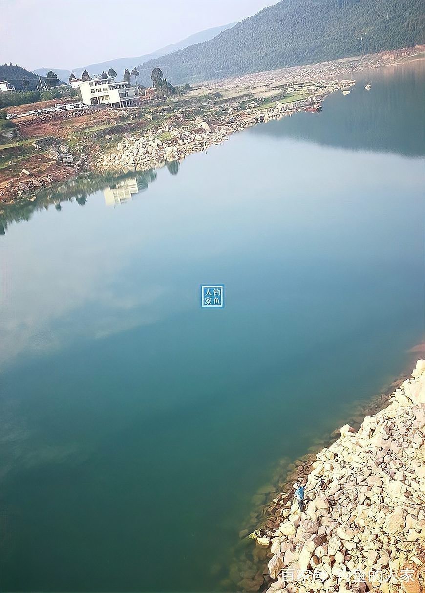 青龍魚市場價(jià)多少一斤