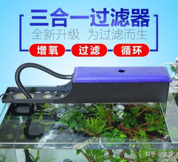 養兩條龍魚不是一般人