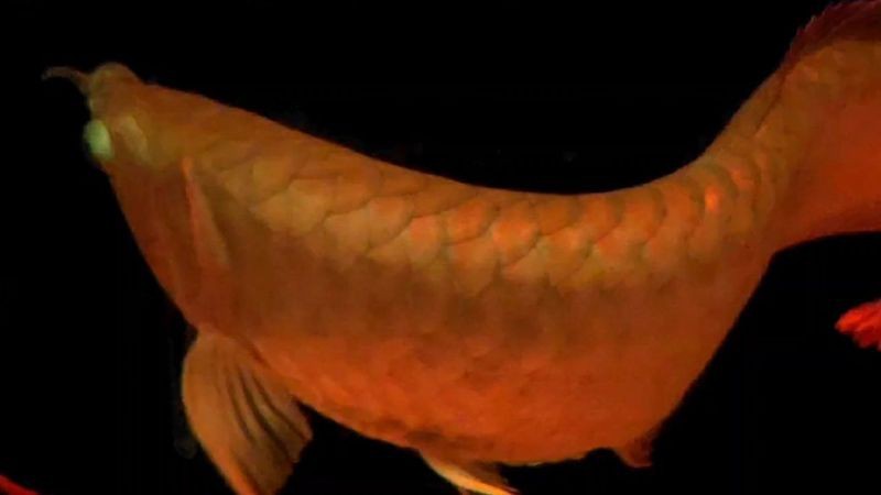 養兩條龍魚不是一般人