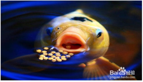 寧強(qiáng)縣魚(yú)樂(lè)園（寧強(qiáng)魚(yú)羊鮮電話）