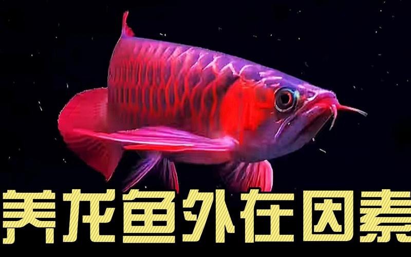 紅色金龍魚圖片高清
