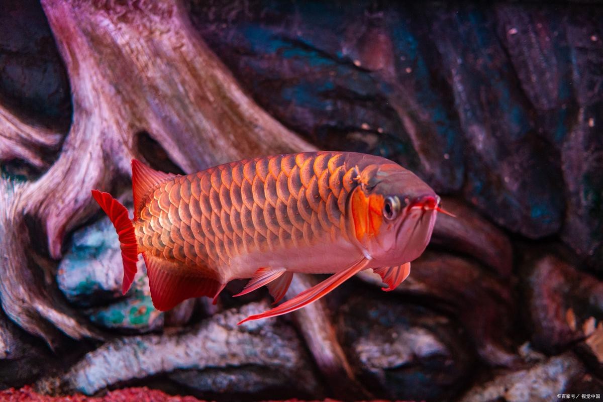 紅色金龍魚圖片高清