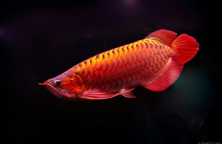紅色金龍魚圖片高清