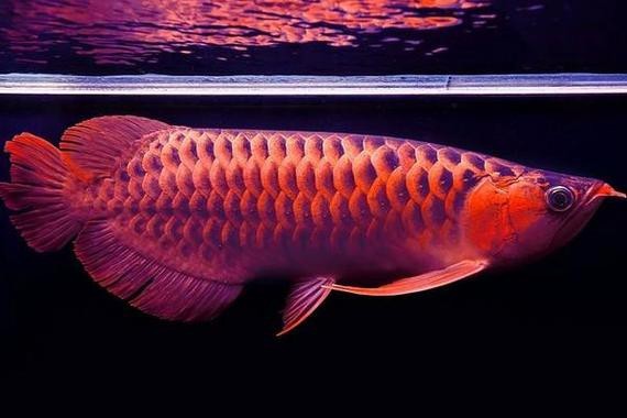 紅色金龍魚圖片高清
