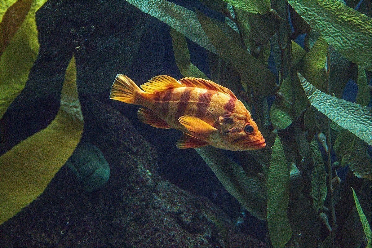 銀龍魚爛鱗怎么治療圖片視頻