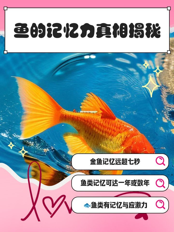 紅龍魚多久會忘記主人？