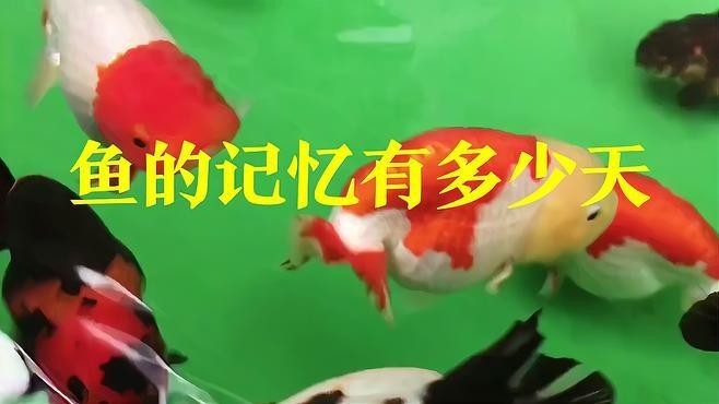 紅龍魚多久會忘記主人？