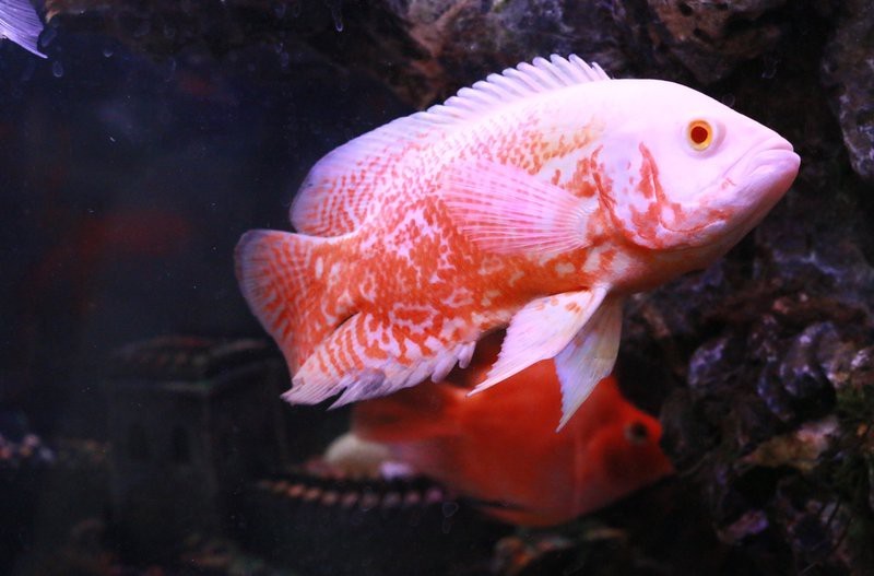 紅龍魚多久會忘記主人？