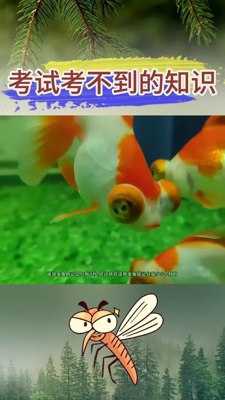 紅龍魚多久會忘記主人？