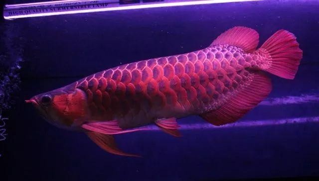 龍魚什么樣的狀態(tài)最高