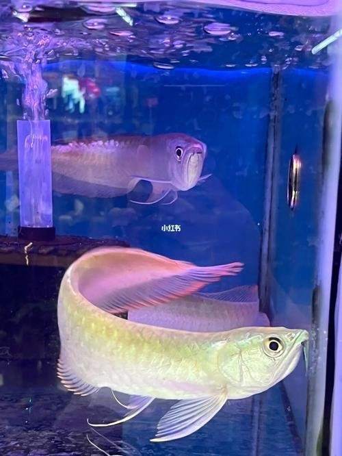 銀龍魚會吃銀龍魚嗎圖片