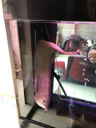 銀龍魚會吃銀龍魚嗎圖片